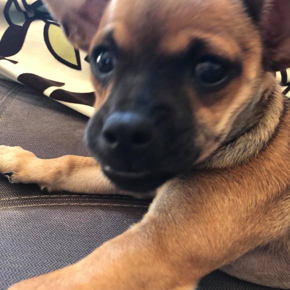 Meet your Posher, Chris - Picture 1 of 1